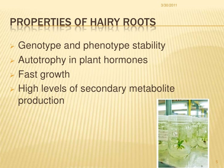 application of hairy root culture pdf